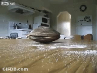 A Live Leak Video Of A Clam On A Kitchen Table GIF