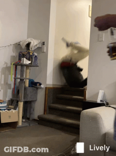 A Living Room With A Cat Tree And Stairs And The Word Lively On The Bottom Left GIF