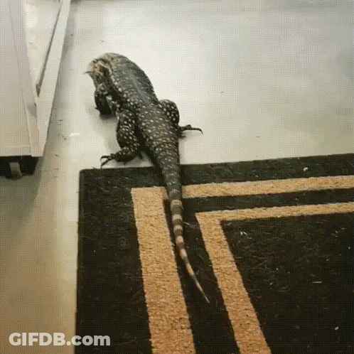 A Lizard Is Crawling Across A Rug On The Floor GIF