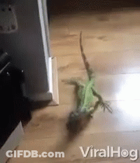 A Lizard Is Crawling On A Wooden Floor With Viralhog Written On The Bottom Right GIF