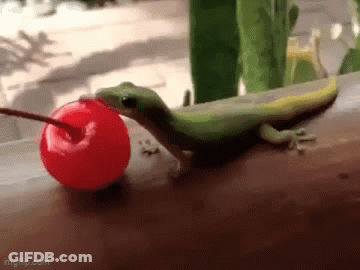 A Lizard Is Eating A Cherry With A Straw . GIF