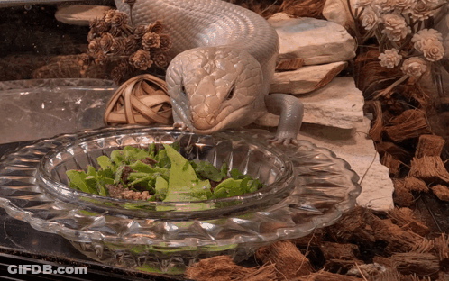 A Lizard Is Eating Greens From A Clear Bowl GIF