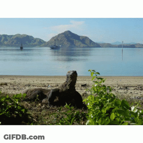 A Lizard Is Laying On The Beach With A Boat In The Distance GIF