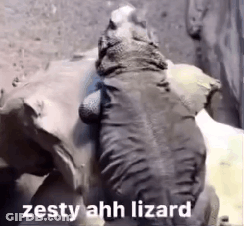 A Lizard Is Sitting On Top Of A Rock With The Words `` Zesty Ahh Lizard '' Written On The Bottom . GIF