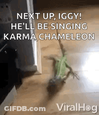 A Lizard Is Standing On A Wooden Floor Next To A Door And Singing . GIF