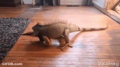 A Lizard Is Walking On A Wooden Floor In A Living Room .. GIF
