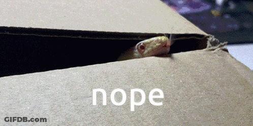 A Lizard Sticking Its Head Out Of A Cardboard Box With Nope Written On The Ground GIF