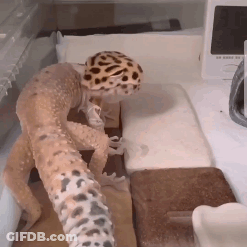 A Lizard Wearing A Leopard Print Hat Is Standing On A Table Next To A Thermometer .. GIF