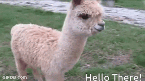 A Llama Is Standing In A Field With The Words Hello There Written Below It . GIF