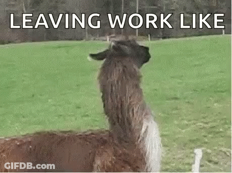 A Llama Is Standing In A Grassy Field With The Words `` Leaving Work Like '' Written On It . GIF