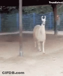A Llama Is Standing In The Dirt With The Words Trendizisst Above It GIF