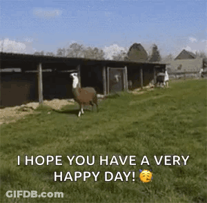 A Llama Standing In A Grassy Field With The Words `` I Hope You Have A Very Happy Day '' . GIF