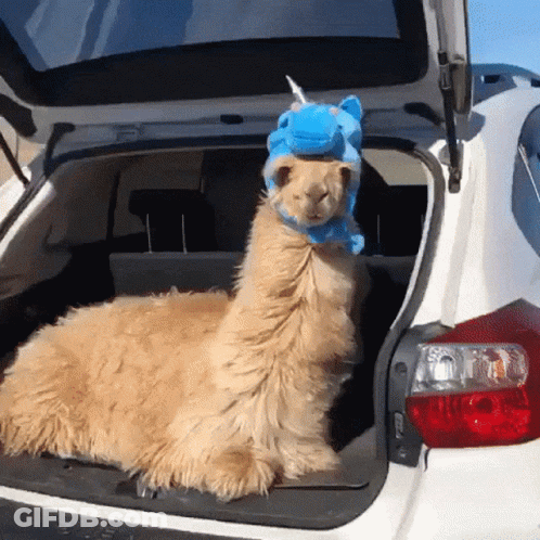 A Llama Wearing A Blue Unicorn Hat Is Sitting In The Back Of A White Car GIF