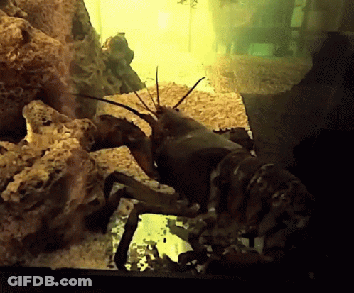 A Lobster Is Crawling On A Rock In A Tank GIF