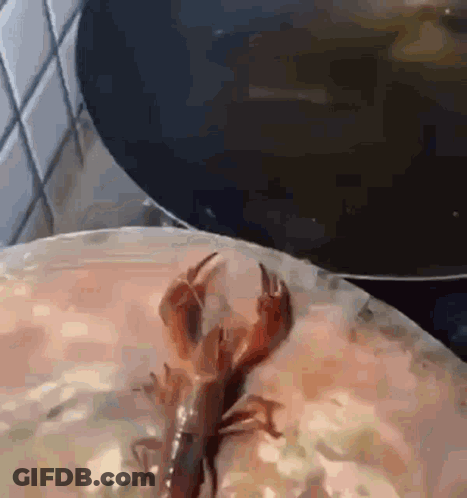 A Lobster Is Sitting On Top Of A Plate Of Food Next To A Pan Of Soup . GIF