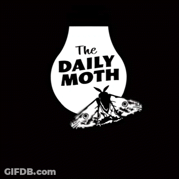 A Logo For The Daily Moth With A Crab GIF