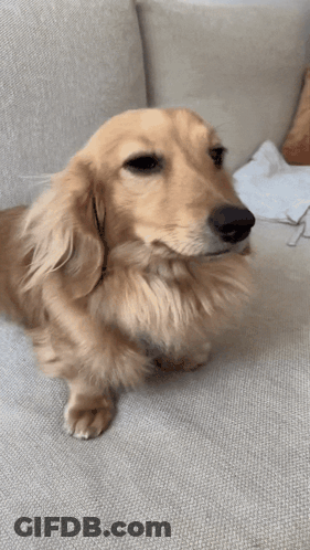A Long Haired Dachshund Sitting On A Couch Looking At The Camera GIF