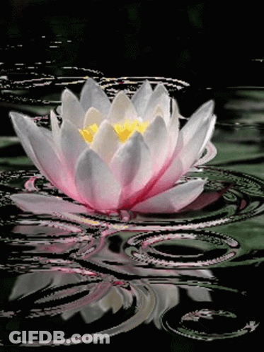A Lotus Flower Is Floating In The Water GIF