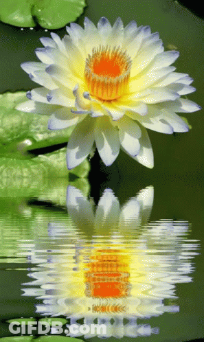 A Lotus Flower Is Reflected In The Water GIF