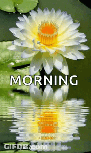 A Lotus Flower Is Reflected In The Water With The Words Morning Written Above It . GIF