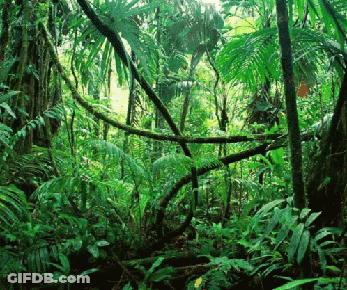 A Lush Green Forest Filled With Lots Of Plants And Trees GIF