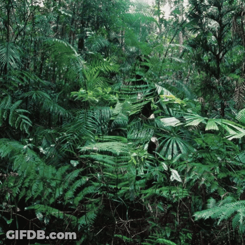 A Lush Green Forest With Ferns And Trees GIF