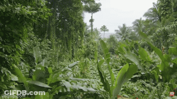 A Lush Green Forest With Trees And Plants Covered In Leaves GIF