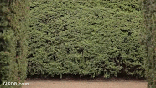 A Lush Green Hedge Surrounds A Path In A Garden GIF