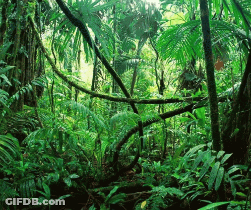 A Lush Green Jungle With Lots Of Trees And Plants GIF