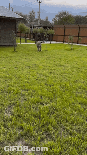A Lush Green Yard With A Fence And A House In The Background GIF