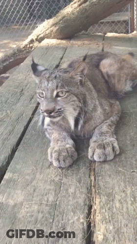 A Lynx Is Laying On A Wooden Deck And Looking At The Camera GIF