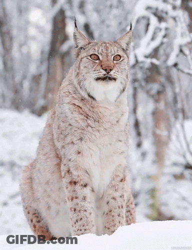 A Lynx Is Sitting In The Snow And Looking Up At The Camera GIF