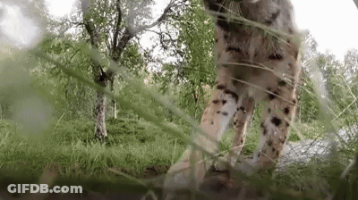 A Lynx Is Standing In The Grass In A Field . GIF