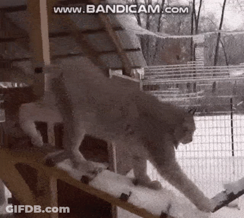 A Lynx Is Walking Down A Snow Covered Ramp . GIF