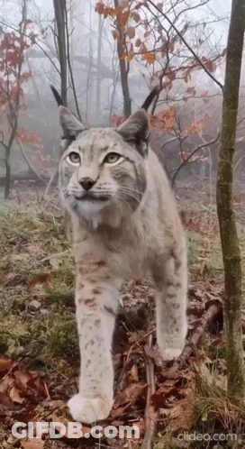 A Lynx Is Walking Through A Foggy Forest And Looking At The Camera GIF