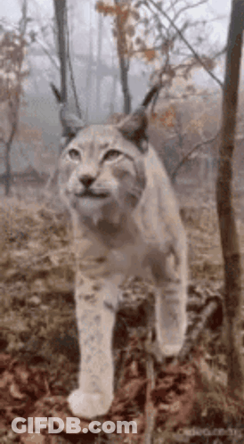 A Lynx Is Walking Through The Woods Looking At The Camera . GIF