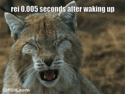 A Lynx Yawning With The Words Rei 0.005 Seconds After Waking Up Below It GIF