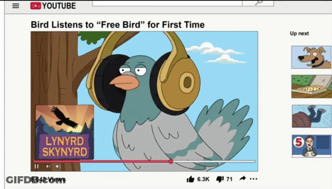 A Lynyrd Skynyrd Video Shows A Bird Listening To " Free Bird " For The First Time GIF