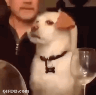 A Man And A Dog Are Sitting At A Table With A Glass Of Wine . GIF