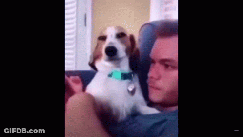 A Man And A Dog Are Sitting On A Couch And The Dog Is Looking At The Camera . GIF