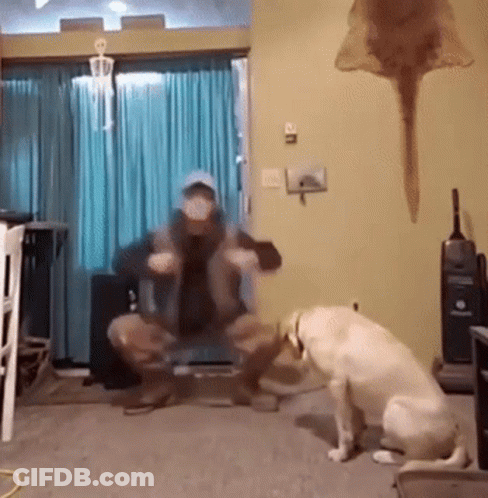 A Man And A Dog Are Squatting Down In A Living Room . GIF