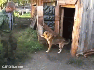 A Man And A Dog Are Standing In Front Of A Wooden Shed GIF