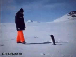A Man And A Penguin Are Walking In The Snow GIF