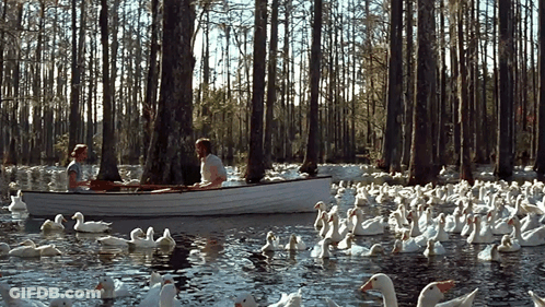 A Man And A Woman Are In A Boat Surrounded By Ducks GIF