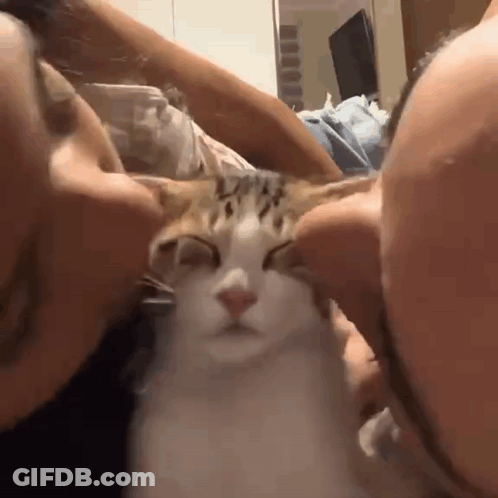 A Man And Woman Are Kissing A Cat On The Nose . GIF