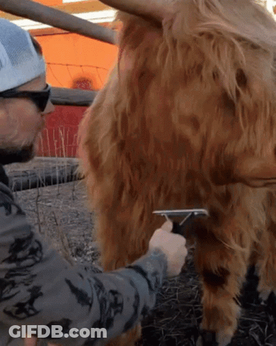 A Man Brushes A Cow 'S Fur With A Brush GIF