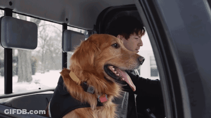 A Man Driving A Truck With A Dog In The Back GIF