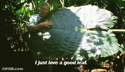 A Man Holding A Large Leaf With The Words I Just Love A Good Leaf Below It GIF