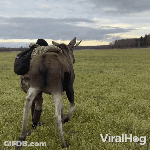A Man Hugging A Moose In A Grassy Field With Viralhog Written In The Corner GIF