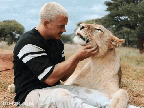 A Man In A Black And White Striped Shirt Petting A Lioness GIF